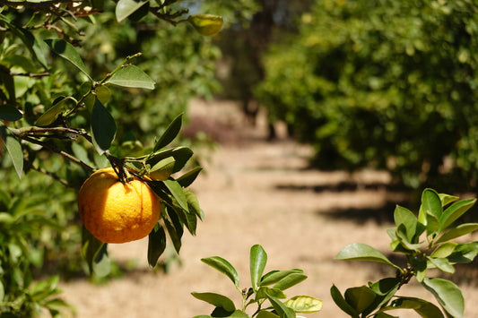 Petitgrain essential oil organic farming