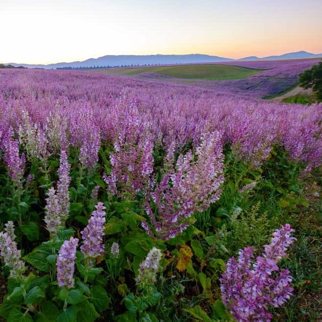 Clary Sage essential oil