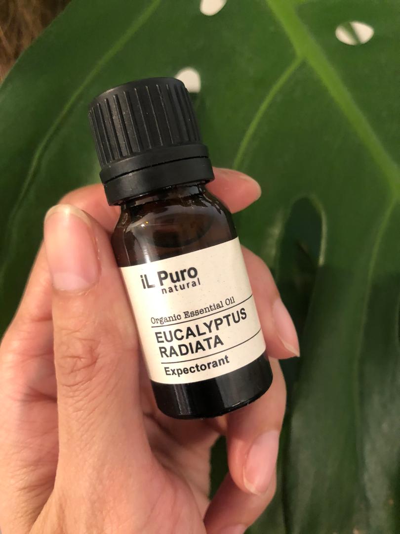 Eucalyptus Radiata Essential Oil