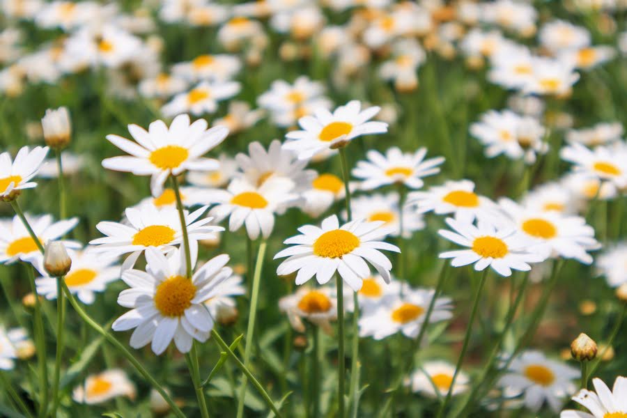 Chamomile Roman Essential oil