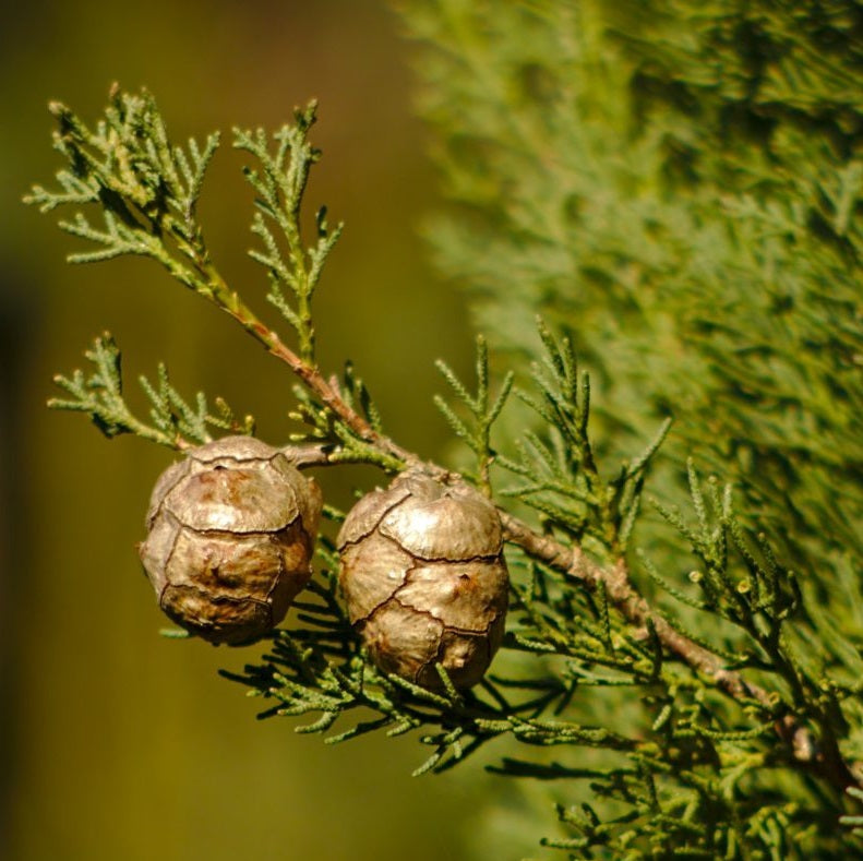 Cypress Essential Oil