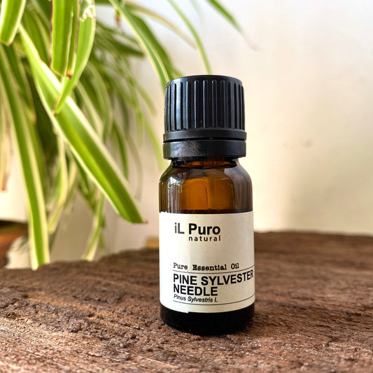 Pine Sylvester Needle essential oil
